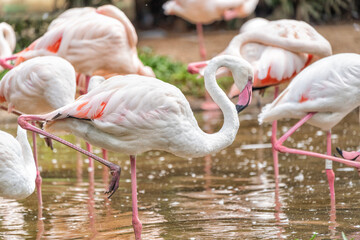 Flamingo birds in tropic forest in Brazil.