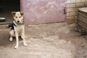 Close-up of a dog’s muzzle on the street, close-up of a mongrel dog’s muzzle, close-up of a dog...