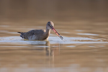 The black-tailed godwit (Limosa limosa) is a large, long-legged, long-billed shorebird.