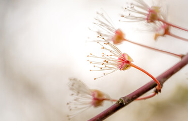 Close-Up View of Delicate Blossoms Beginning to Bloom in Early Spring