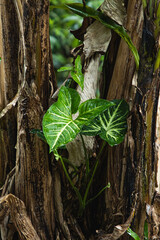 beautiful Leaves plant in the middle of banana trees