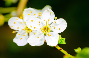 Close-Up View of a White Blossom in Full Bloom During Spring