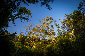 Trees lit by sunrise