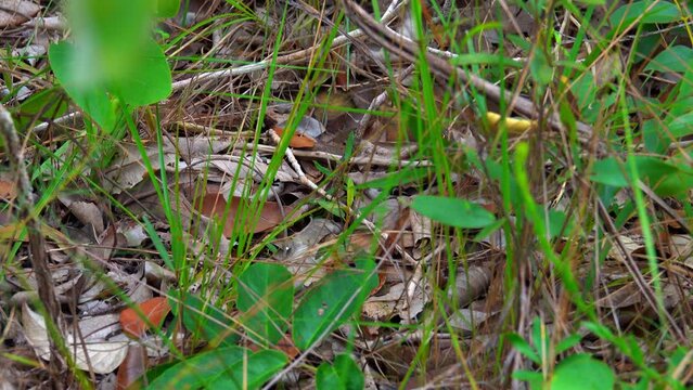 Bothrops jararaca snake in nature
