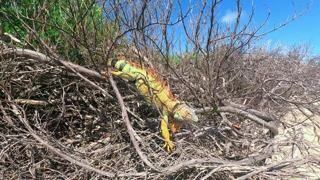 spectacular giant iguana walking and sunbathing on the island of Johnny Cay in San Andr&eacute;s, Colombia