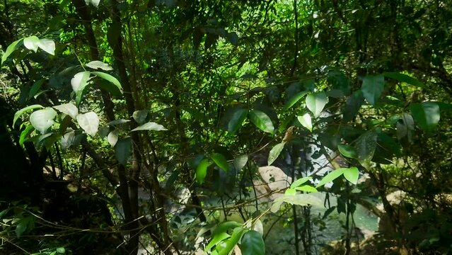 Serene Waterfall Oasis in Beragala, Haputale, Sri Lanka - A Hidden Gem in Nature's Paradise