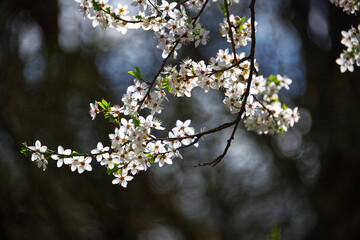 Tree trunk of an abricot tree in flowers