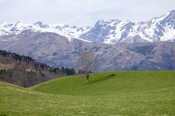 Tree in meadow with snow-capped mountains in the background. French Pyrenees.