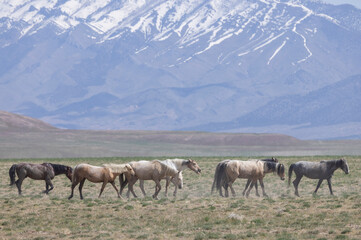 Wild Horses in Spring in the Utah Desert