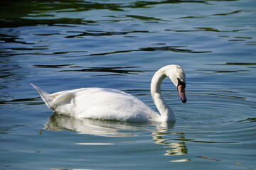 Eleganter weißer Schwan schwimmt auf einem See und betrachtet sein Spiegelbild im Wasser	