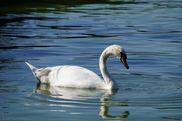 Eleganter weißer Schwan schwimmt auf dem See