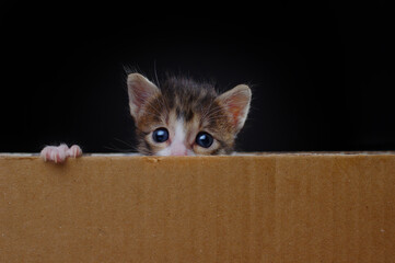 orange kitten pokes its head out in a box looking ahead