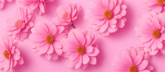 Fototapeta premium Pink flowers on a pink background