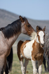 Wild Horses in the Utah Desert in Springtime