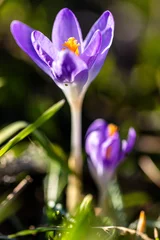 Foto auf Acrylglas Krokusblüten im Frühling © Bruno Mader