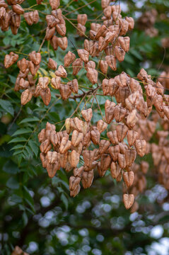 Koelreuteria paniculata ornamental goldenrain pride of india china varnish tree full of unripened green leaves and fruits