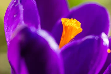 Fototapeten Makroaufnahme einer lila Krokusblüte © Bruno Mader