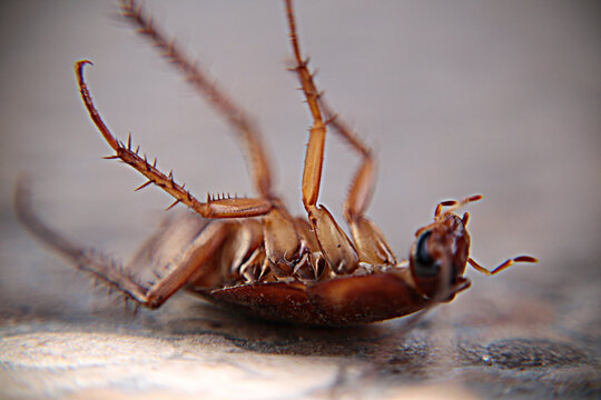 Cucaracha muerta en el piso