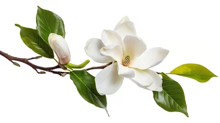 Deurstickers Generative AI : Magnolia liliiflora flower on branch with leaves, Lily magnolia flower isolated on white background © The Little Hut