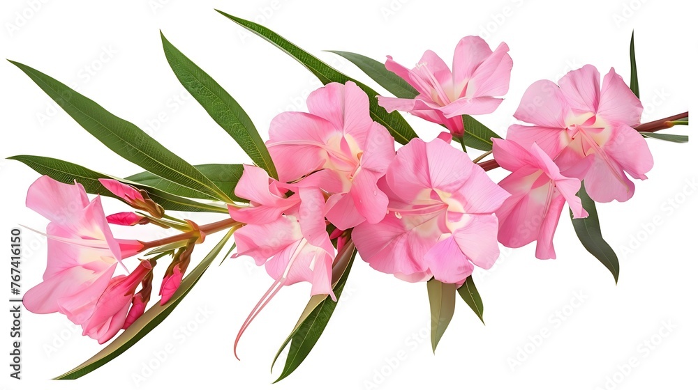 Wall mural Generative AI : Nerium oleander, Pink oleander flowers isolated on white background with clipping path - Wall murals