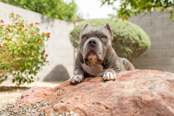 Blue pitbull posing on a rock