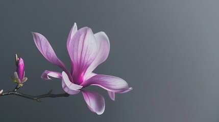 Generative AI : Magnolia liliiflora flower, Lily magnolia flower on gray background, Purple...