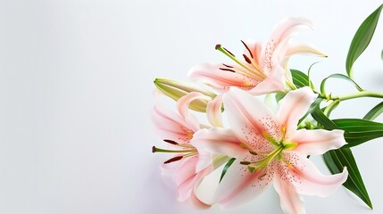Generative AI : Beautiful pink lily flower bouquet isolated on white background