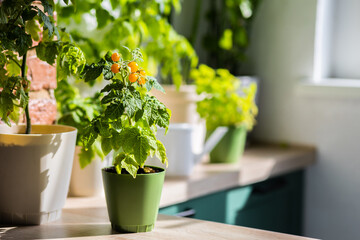 Urban gardening concept: pots on a sunny balcony with tomato. Apartment plants. Sustainable...