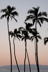Fototapeta na wymiar Palm Trees standing tall