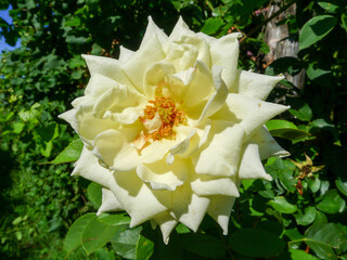Rosa colore crema