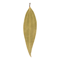 Hole bay leaves used in cooking 