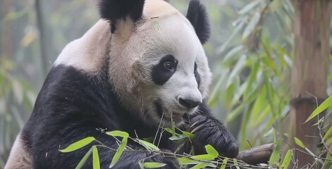 Obraz premium a panda bear sitting on top of a tree branch eating a leafy green leafy plant in a forest.