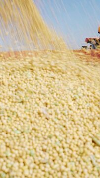 A combine harvester harvesting soy on the field - vertical video
