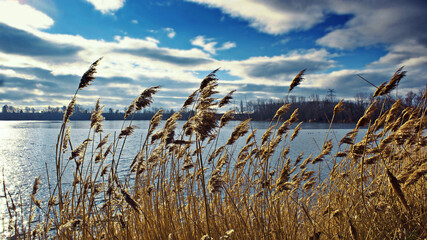 Plants swaying in the wind along the riverbank with clouds in the sky on an autumn day