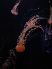 orange jellyfish in aquarium