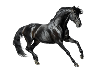 A magnificent black stallion, isolated from the background
