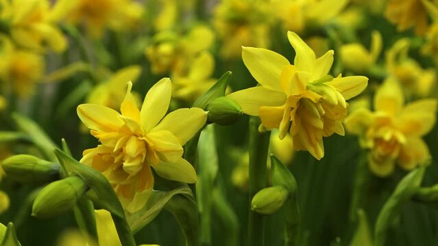 yellow daffodils in the spring