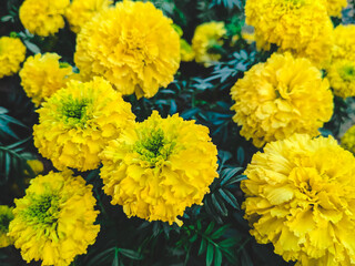 yellow marigold flowers with daisy petals