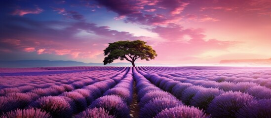 A tall tree stands gracefully in the center of a lavender field, creating a stunning contrast...