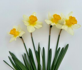 Obraz premium daffodils isolated on white, spring flowers background 