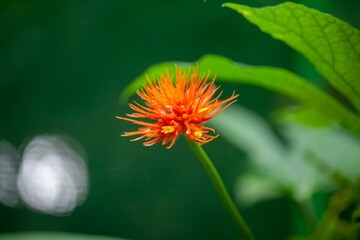 Flower of a Gurania makoyana