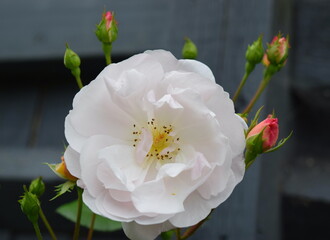 White rose blossom in the garden.