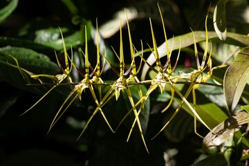 Flowers of the orchid Brassia Gireoudiana