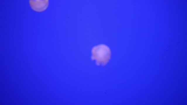 Jellyfish - major non-polyp form phylum Cnidaria