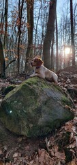 puppy on a rock