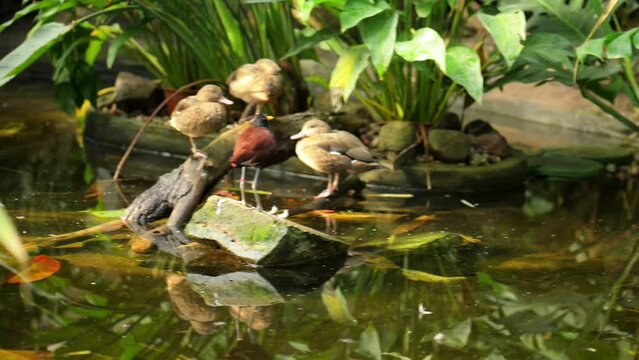 wattled jacana (Jacana jacana)