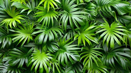 Exotic tropical forest with lush palm leaves and trees in wild jungle for nature beauty wallpaper