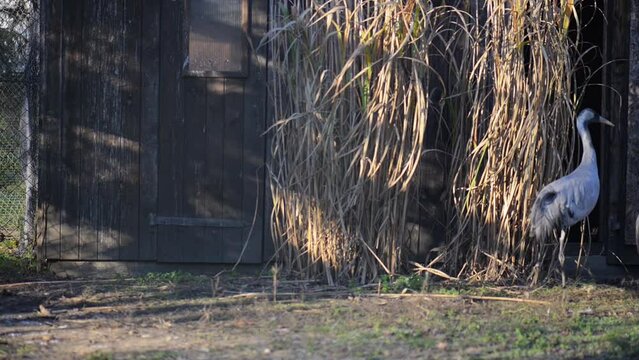 Common crane (Grus grus) or Eurasian crane