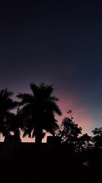 palm trees at sunrise. Morning, sky 6pm