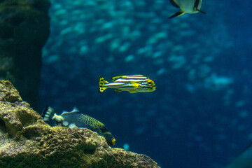 Tropical fish swimming near coral reef in clear blue water.
